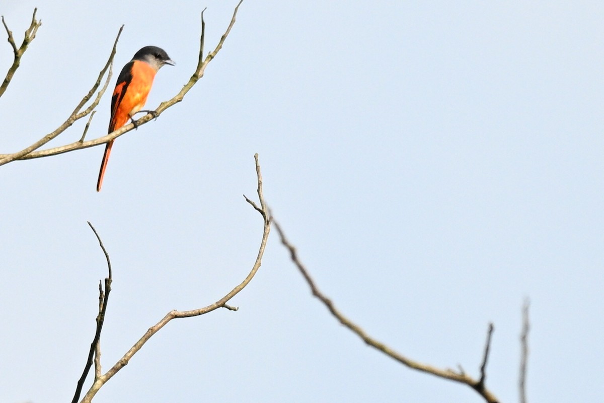 Gray-chinned Minivet - ML644751032