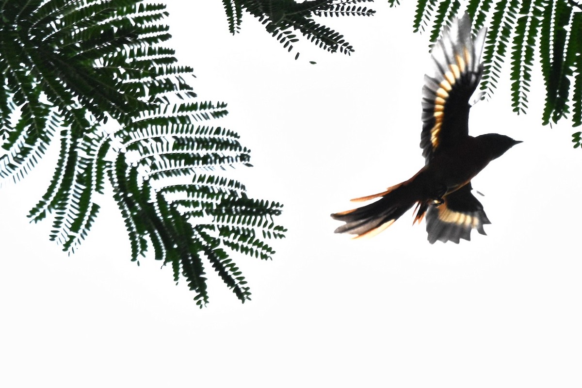 Gray-chinned Minivet - ML644751033