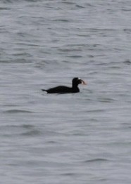 Yamalı Ördek - ML644751040