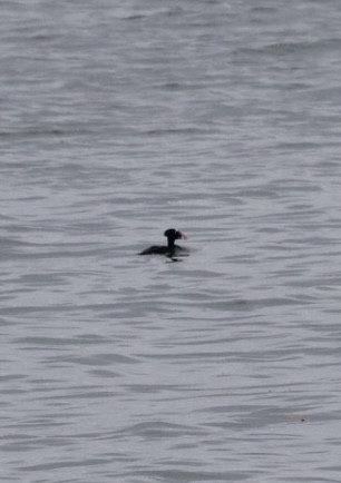 Yamalı Ördek - ML644751041