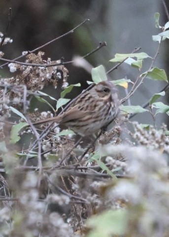 Ötücü Serçe - ML644751050