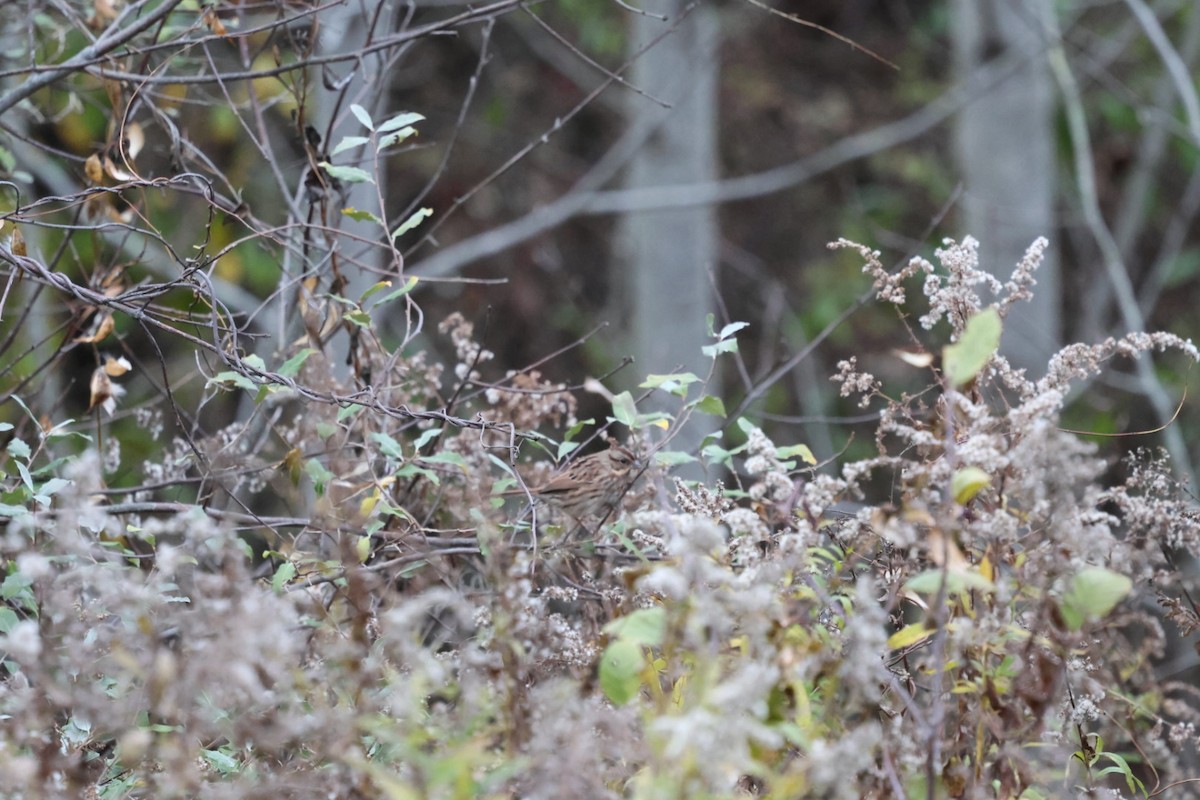 Ötücü Serçe - ML644751051