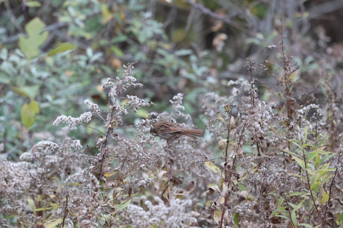 Ötücü Serçe - ML644751052