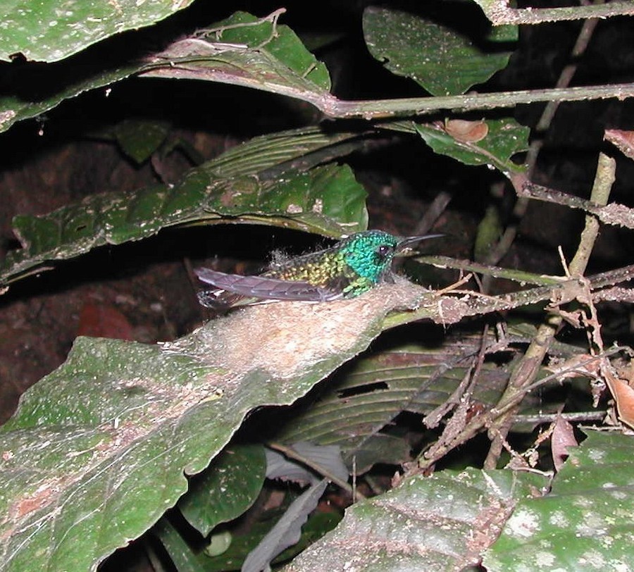 White-chinned Sapphire - ML644751136