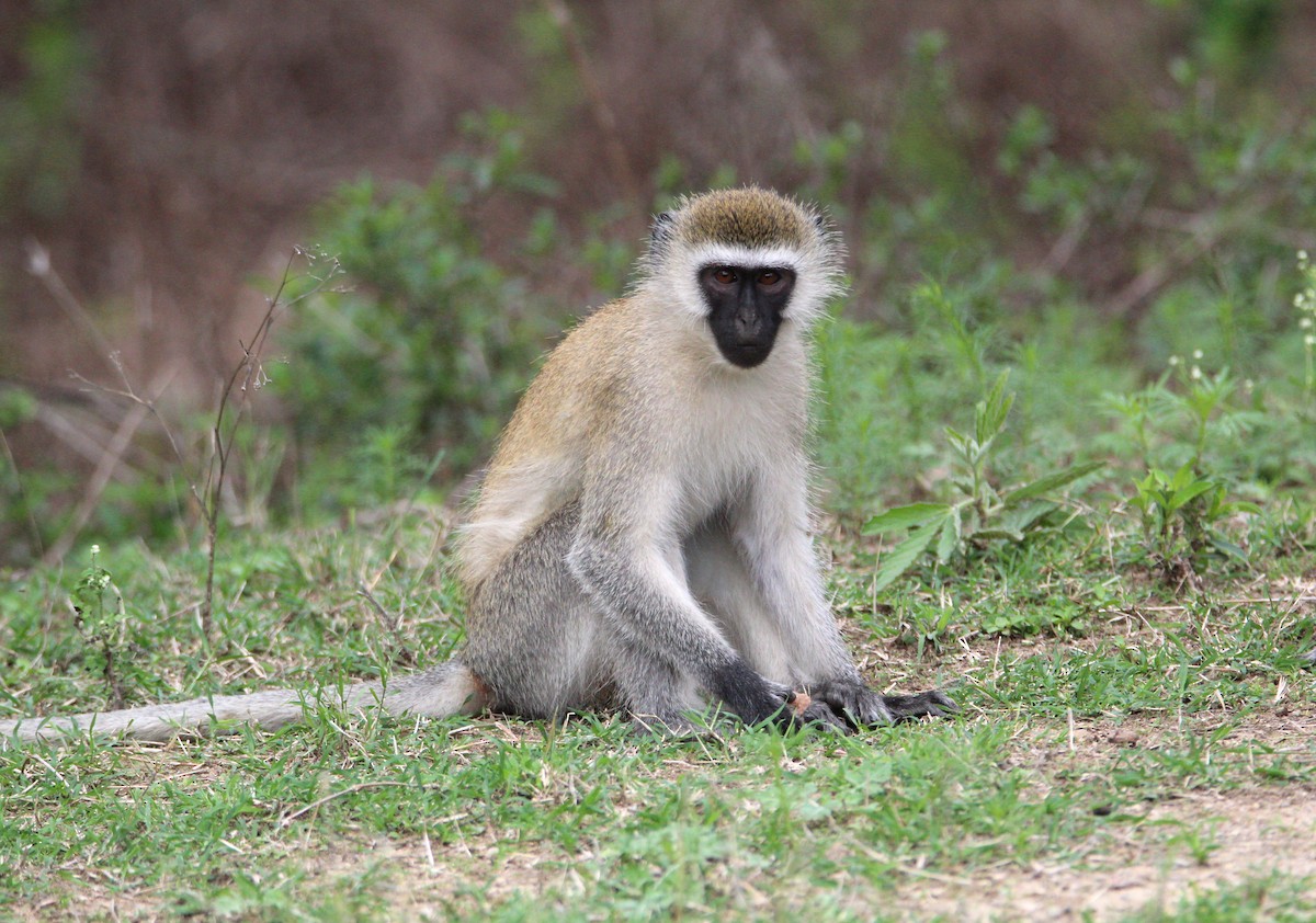 Vervet Monkey - ML644751162