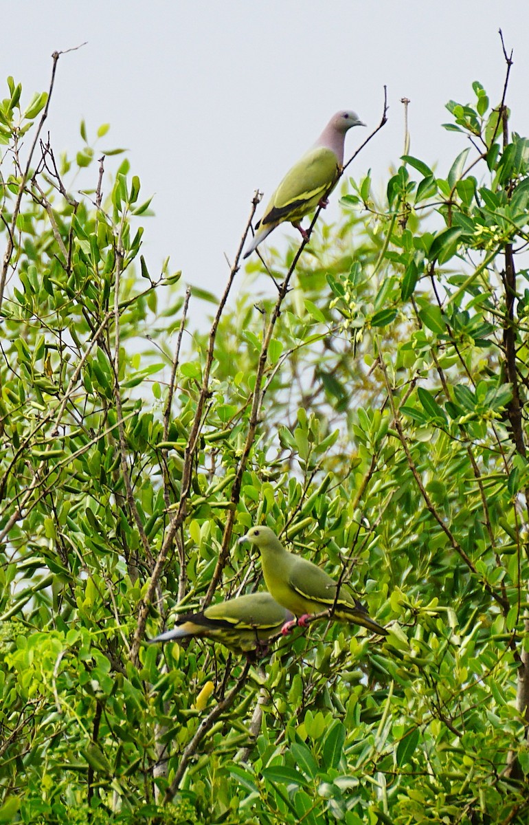Colombar giouanne - ML644751163