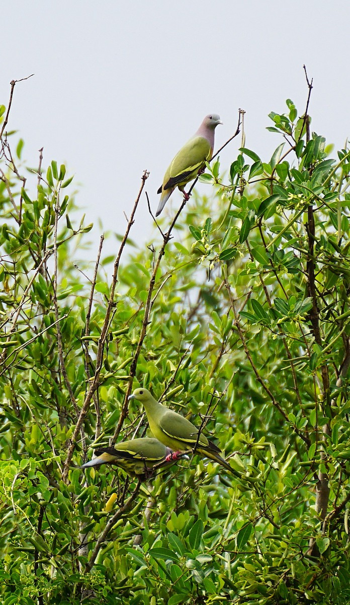 Colombar giouanne - ML644751165