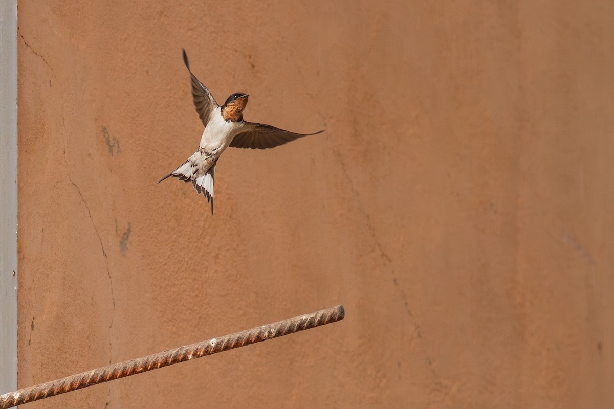 Red-chested Swallow - ML644751166