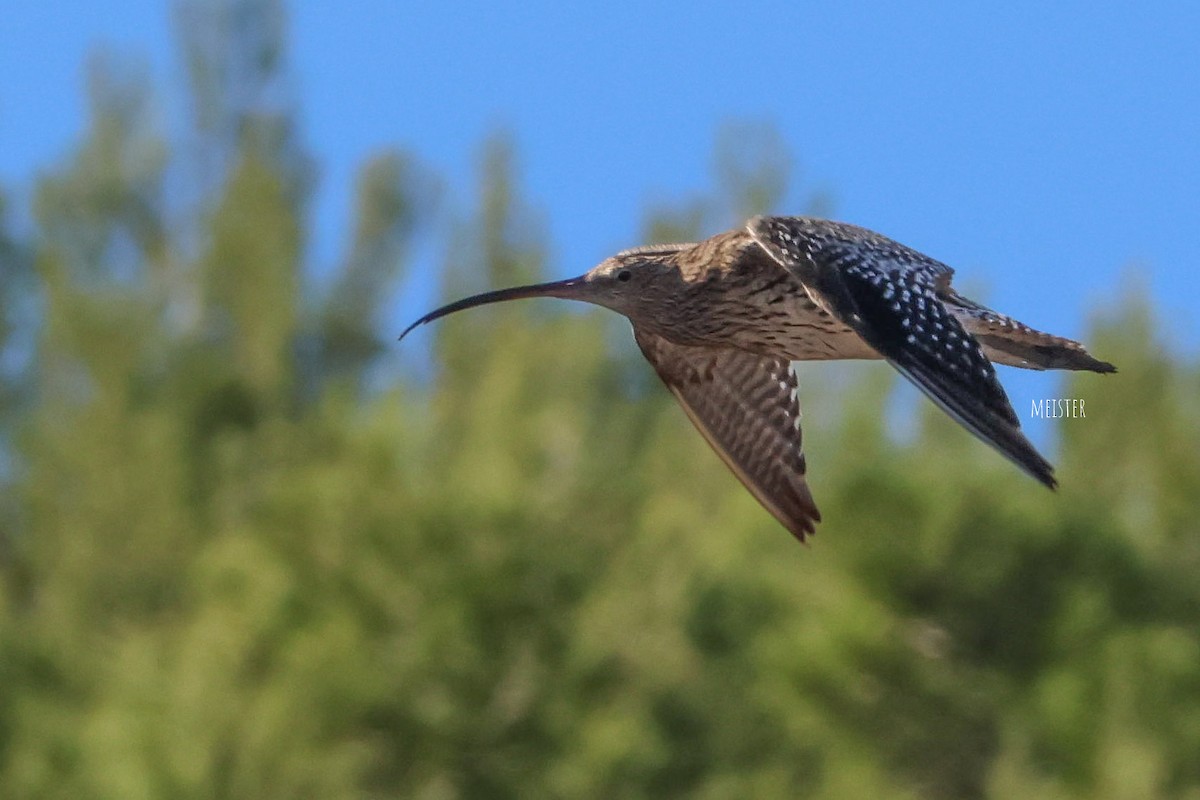 חרמשון גדול - ML644751172