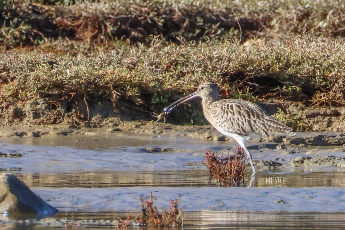 חרמשון גדול - ML644751173