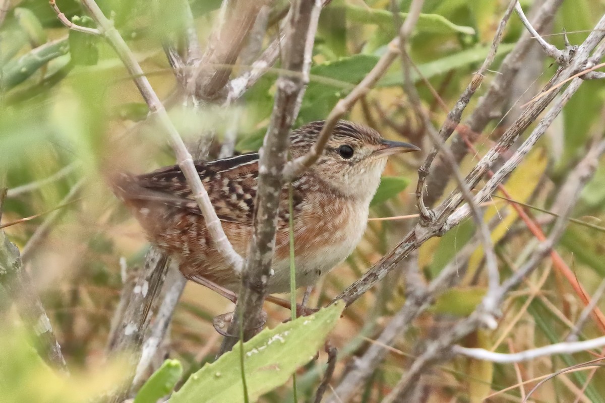 Cucarachero Culibarrado - ML644751183
