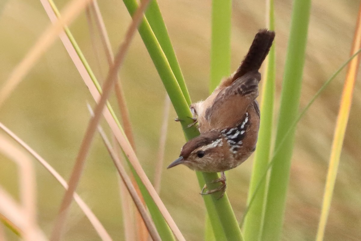 Marsh Wren - ML644751192
