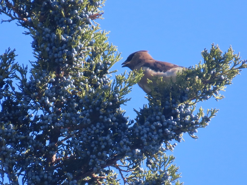 Cedar Waxwing - ML644751194
