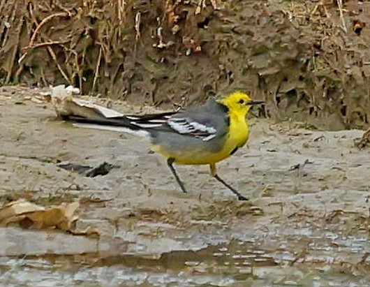 נחליאלי לימוני - ML644751195