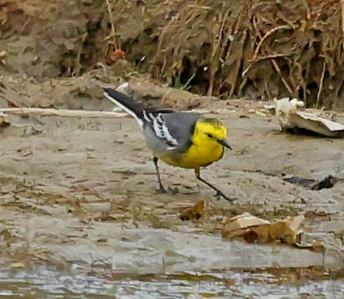 נחליאלי לימוני - ML644751196