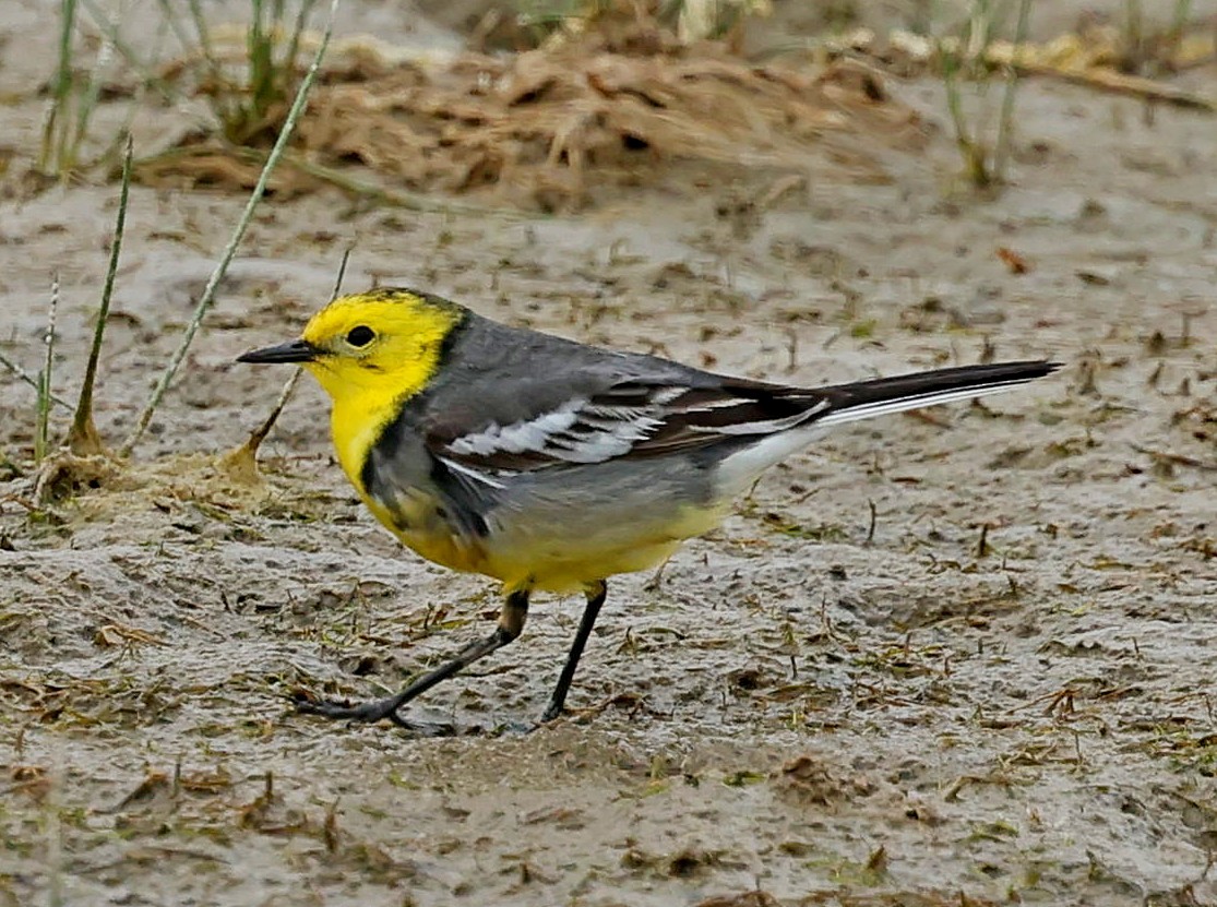נחליאלי לימוני - ML644751197
