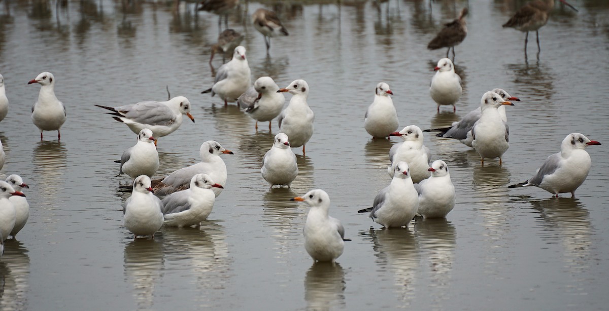 Gaviota Centroasiática - ML644751215
