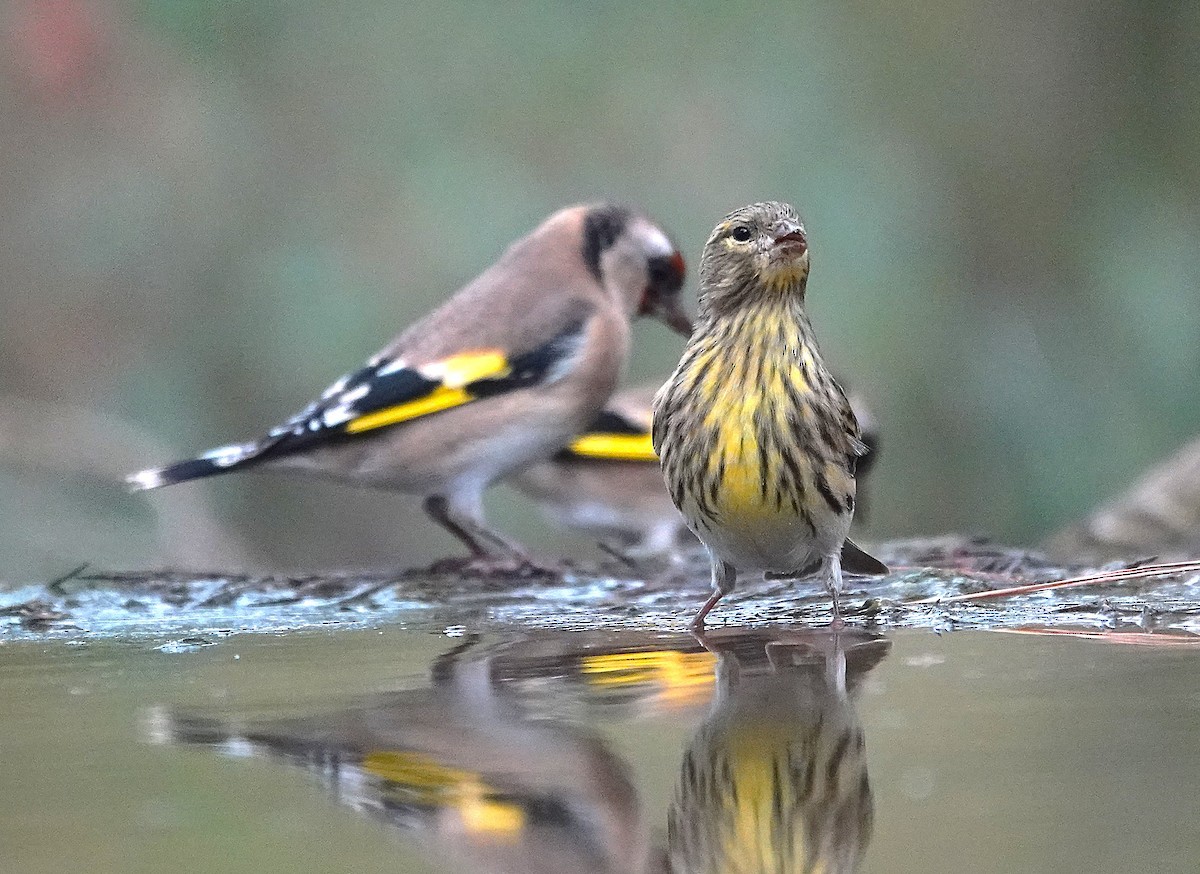 European Serin - ML644751218