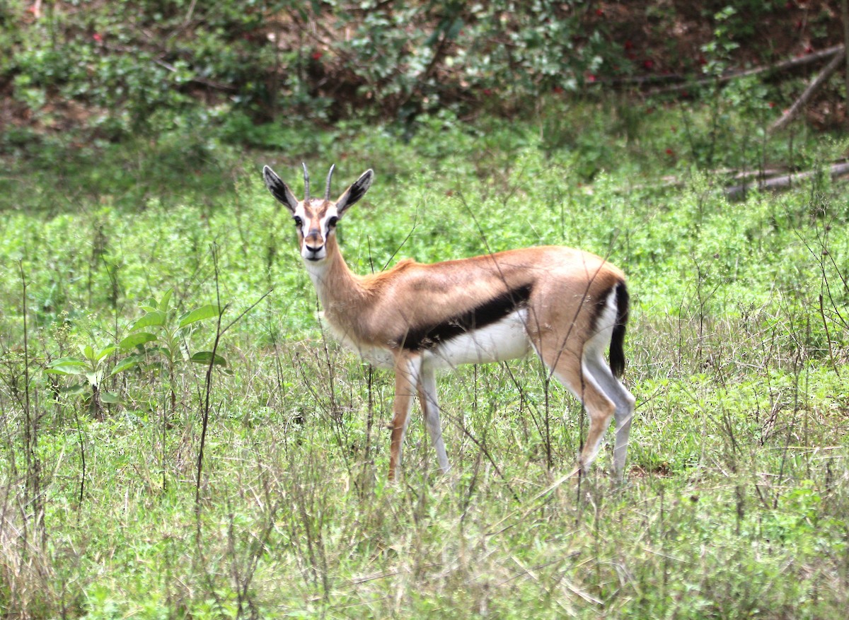 Thomson's Gazelle - ML644751219