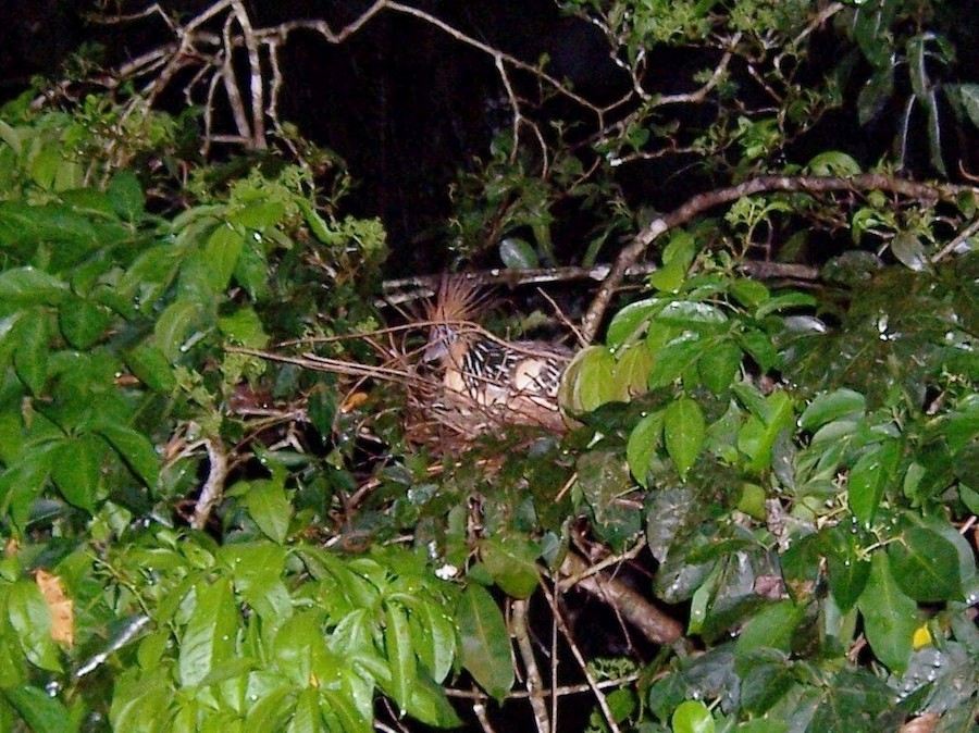 Hoatzin - ML644751226