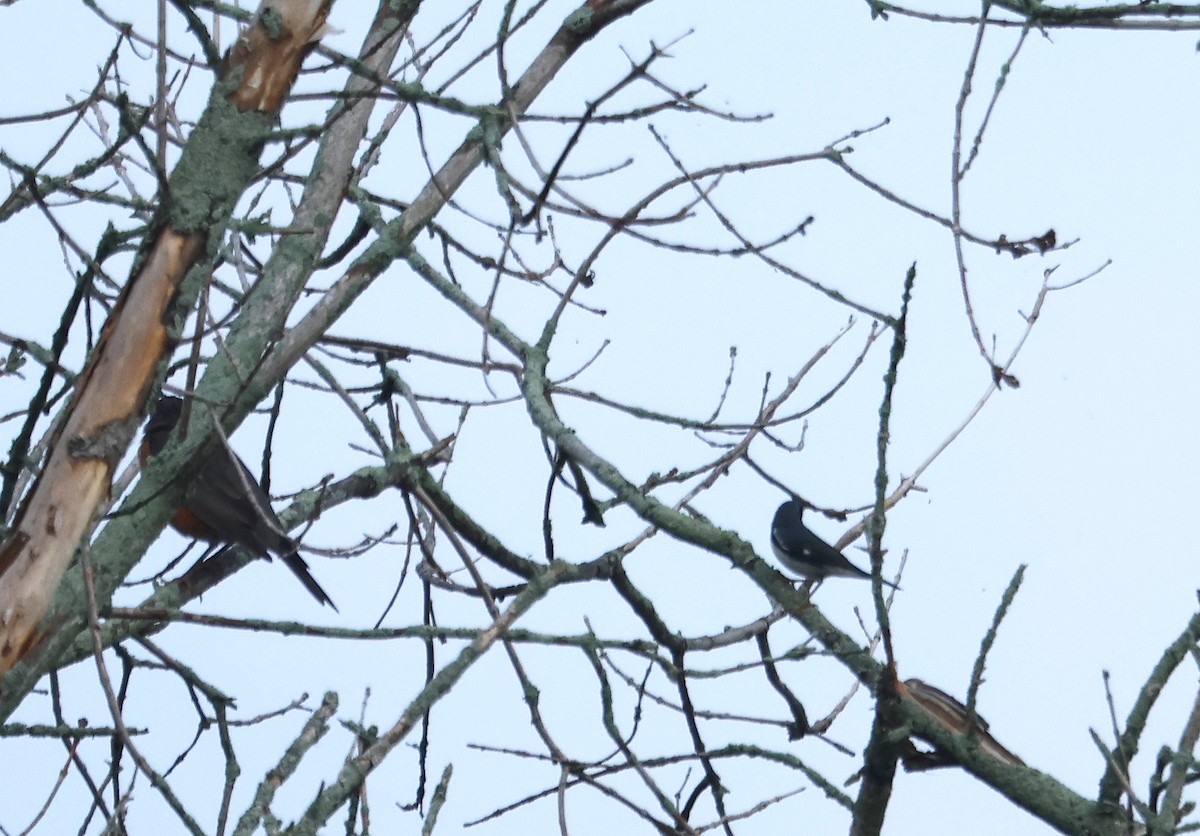 Black-throated Blue Warbler - ML644751227