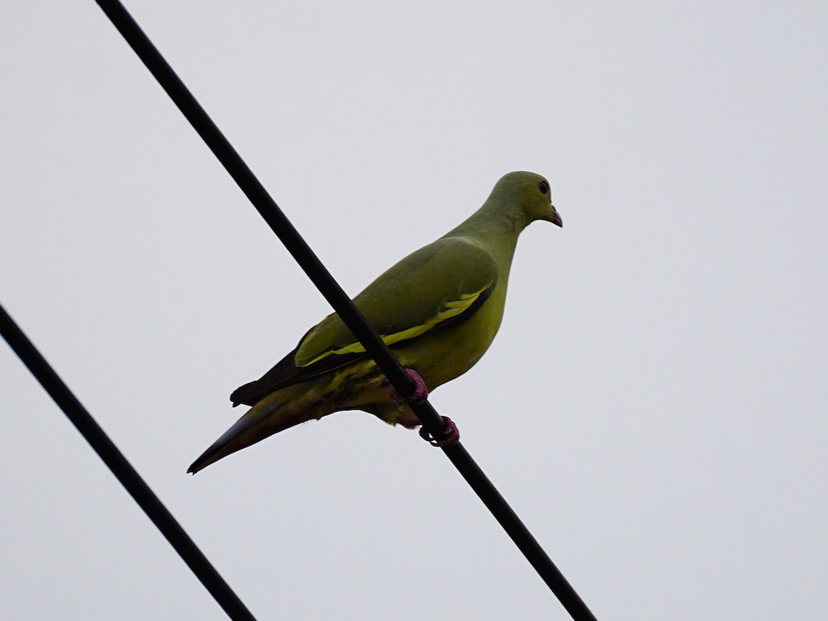 Colombar giouanne - ML644751233