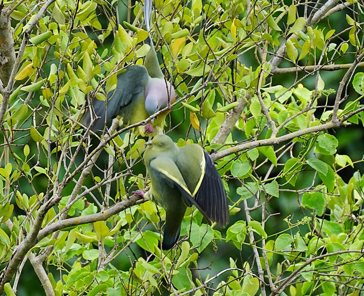 Colombar giouanne - ML644751235