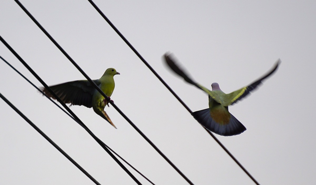 Colombar giouanne - ML644751238