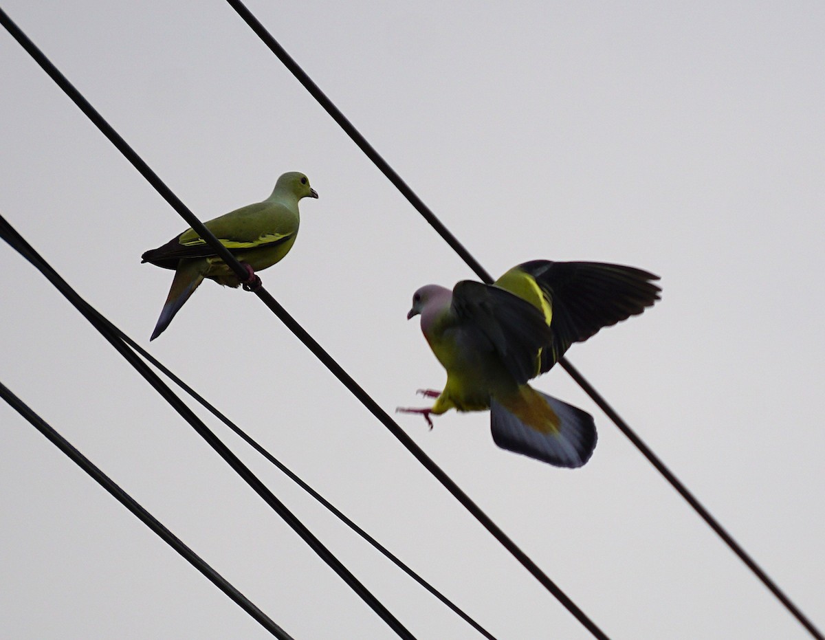 Colombar giouanne - ML644751240