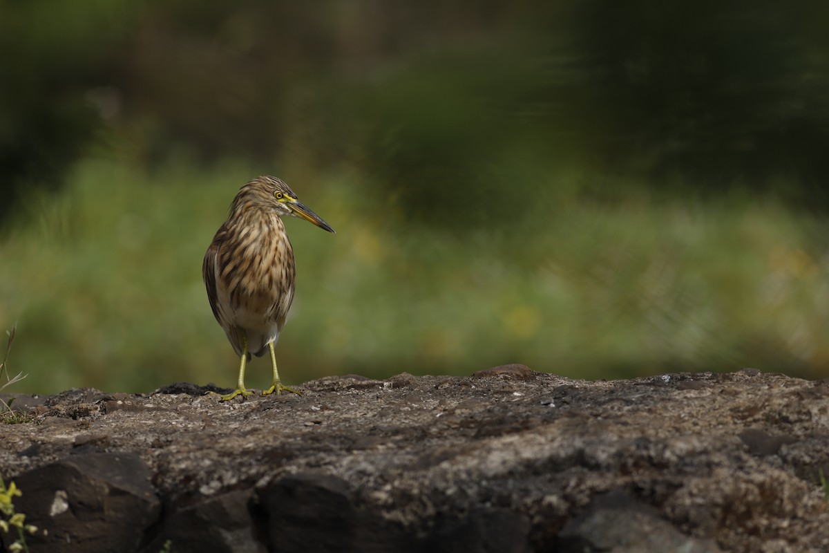 Indian Pond-Heron - ML644751255