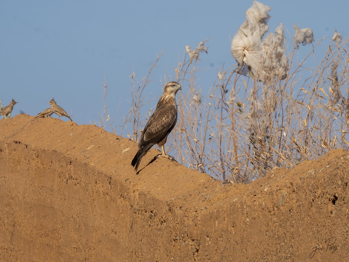 Курганник - ML644751256