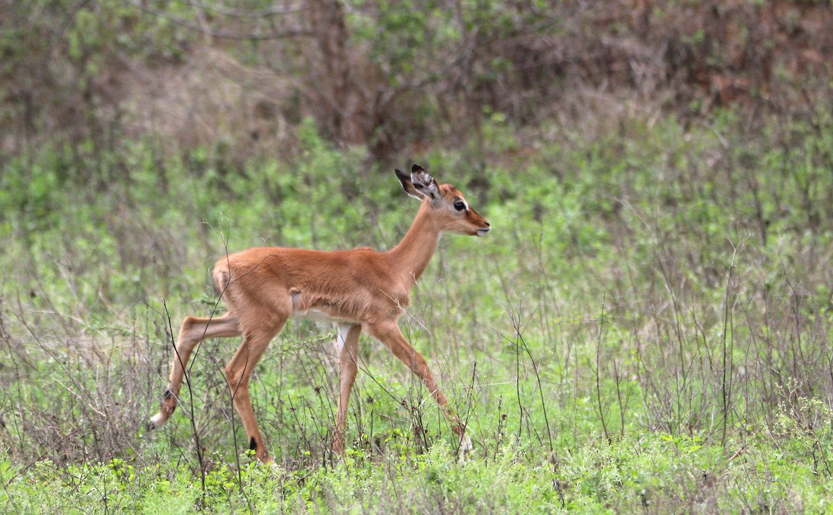 Impala - ML644751259