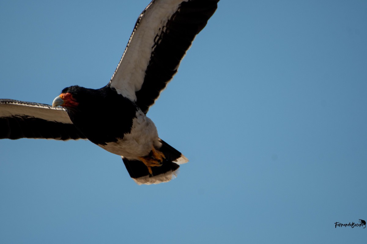 Mountain Caracara - ML644751266