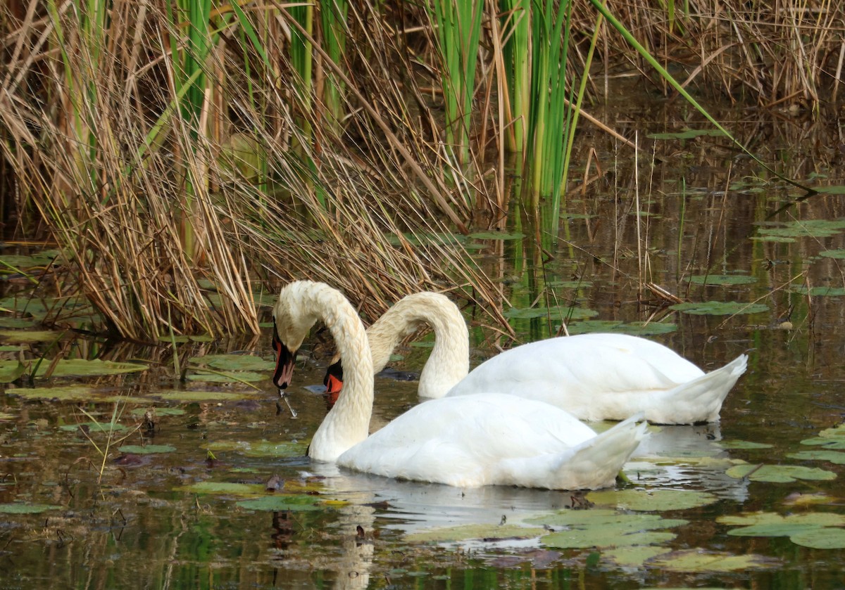 labuť velká - ML644751267