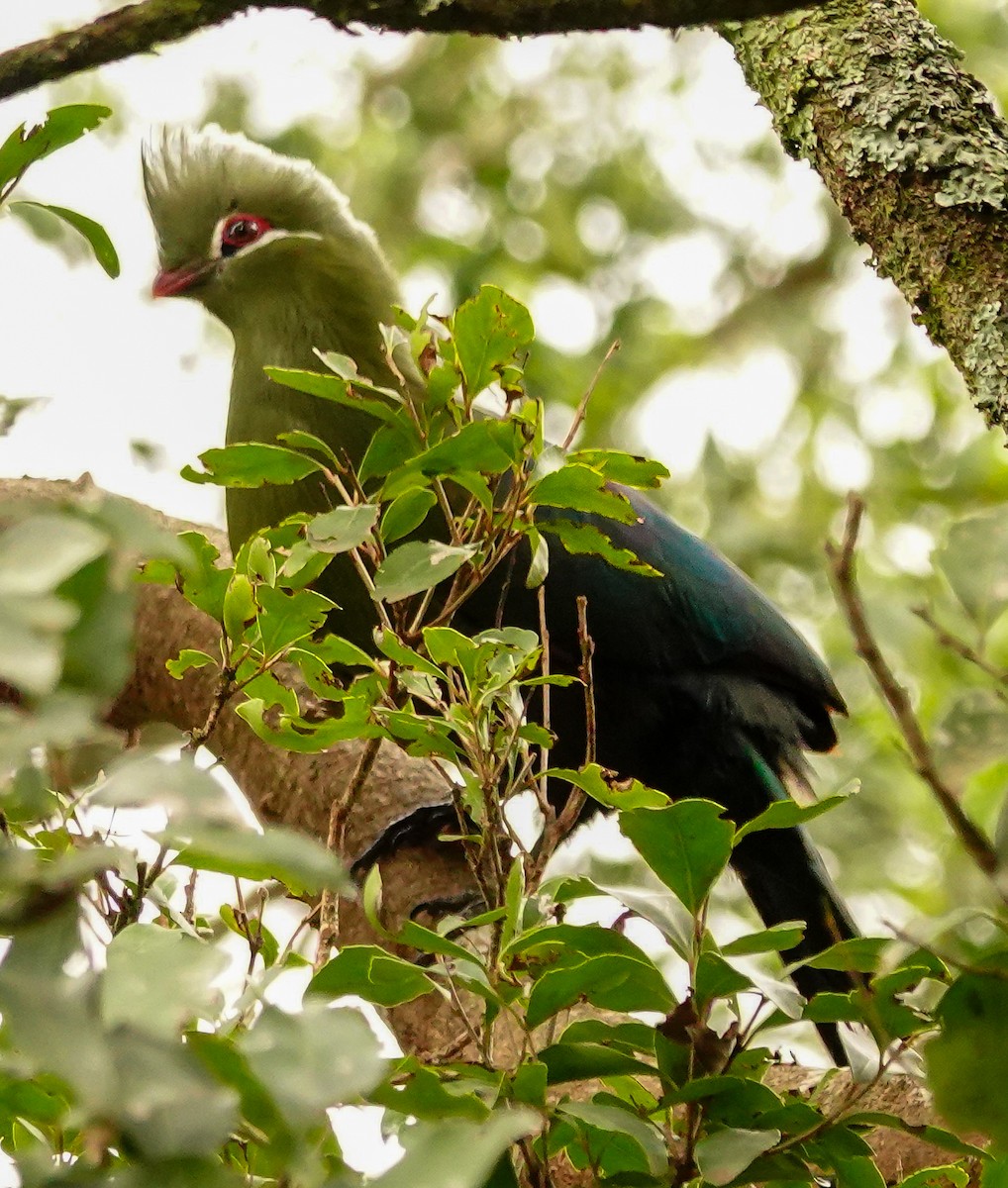 Knysna Turaco - ML644751269
