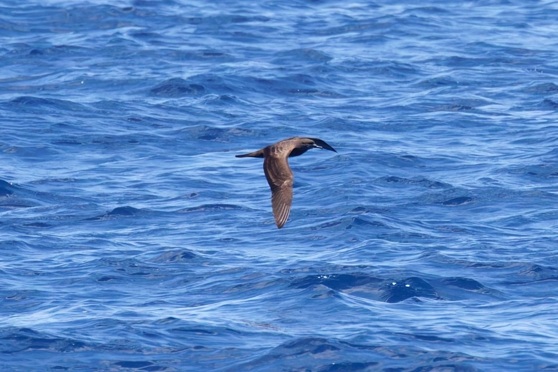 Wedge-tailed Shearwater - ML644751275