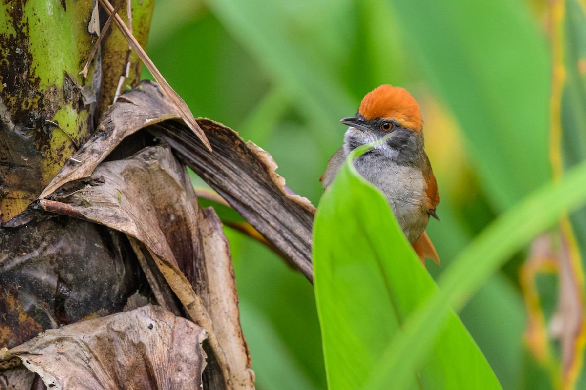 Rufous-capped Spinetail - ML644751306