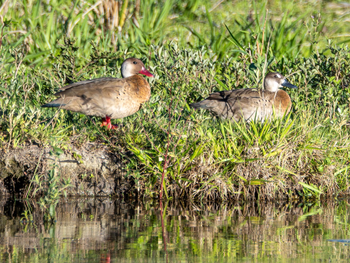 Brazilian Teal - ML644751310