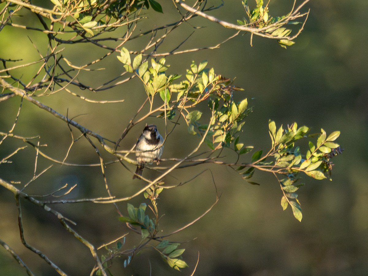 家麻雀 - ML644751318