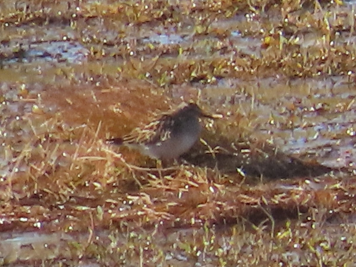 Pectoral Sandpiper - ML644751325