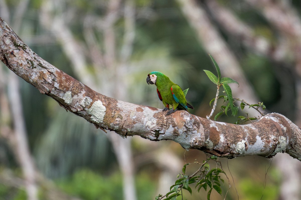 Chestnut-fronted Macaw - ML644751334