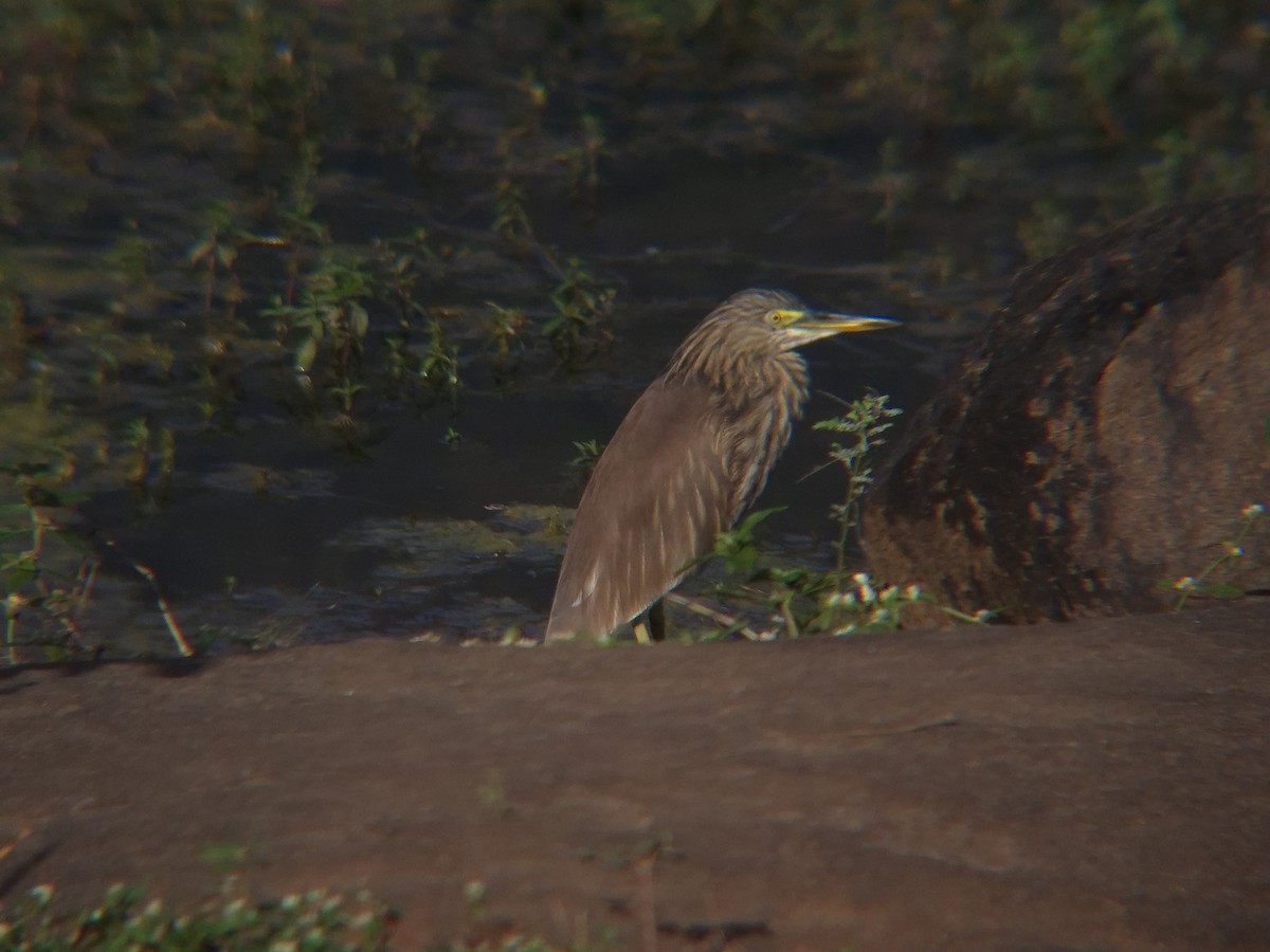 Indian Pond-Heron - ML644751336