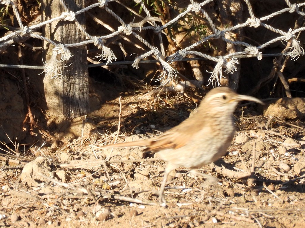 Scale-throated Earthcreeper - ML644751342