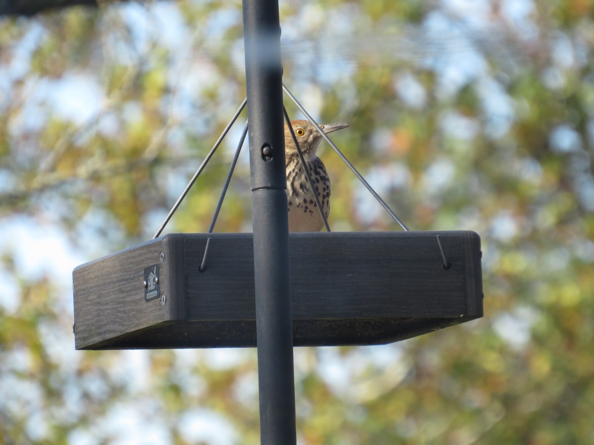 דשוש חום - ML644751343
