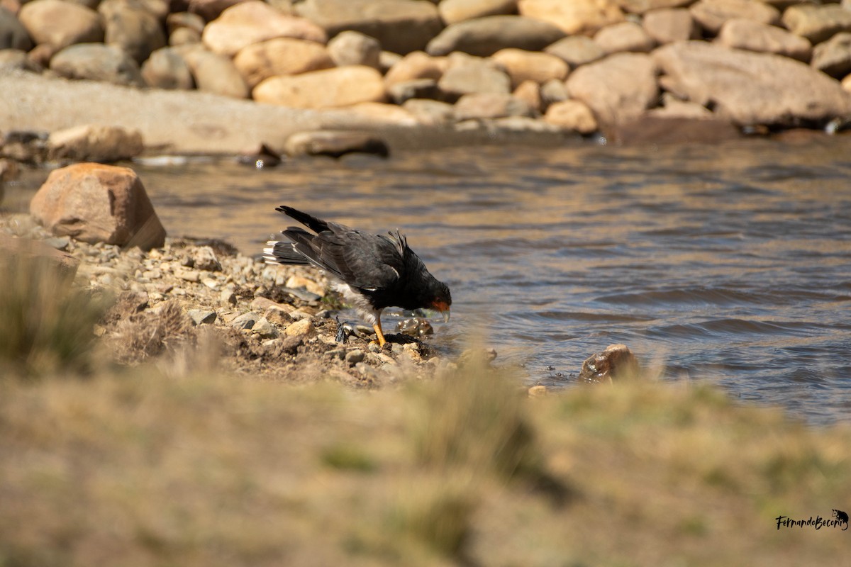 Mountain Caracara - ML644751361