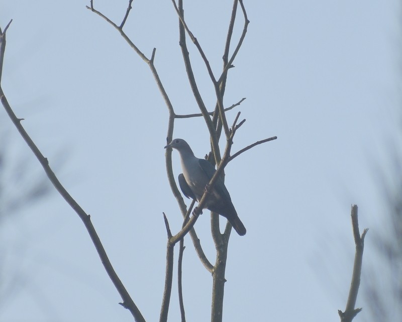 Бронзовый плодовый голубь - ML644751362