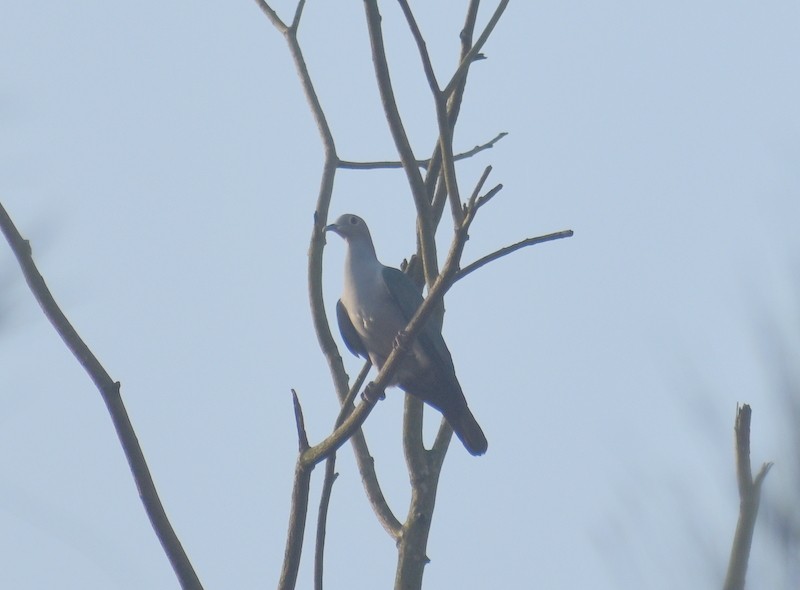 Бронзовый плодовый голубь - ML644751363