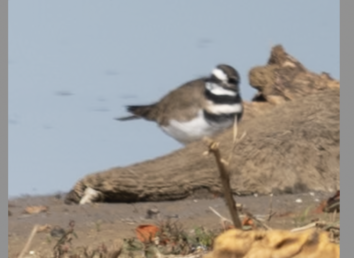 Killdeer - ML644751367