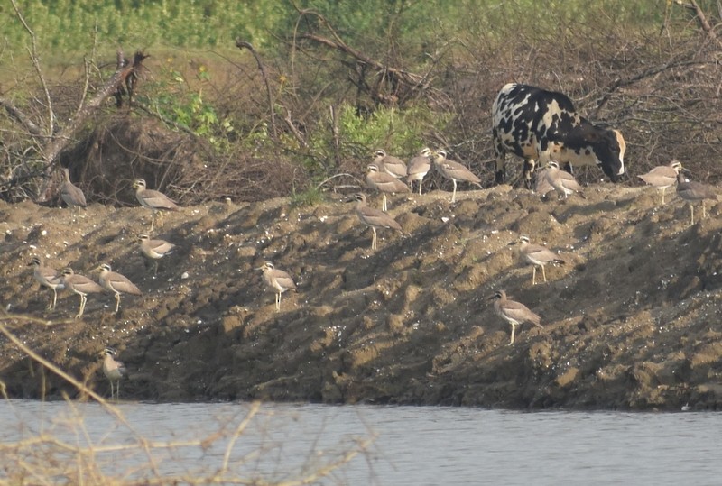 Grand Oedicnème - ML644751369