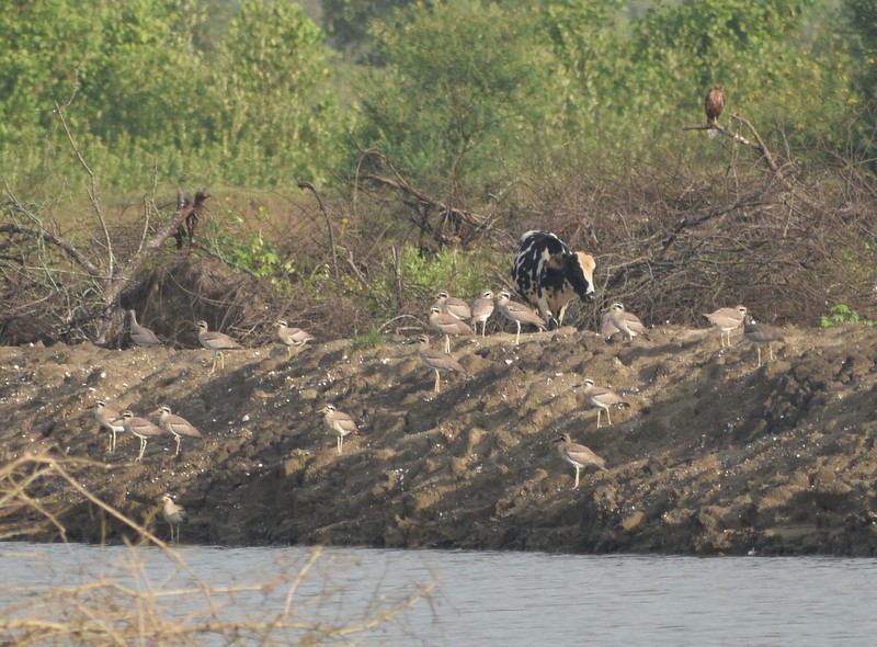 Grand Oedicnème - ML644751370